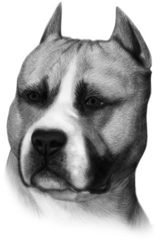 american_staffordshire_terrier_head_web.jpg