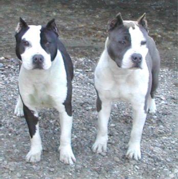 american_staffordshire_terriers3.jpg