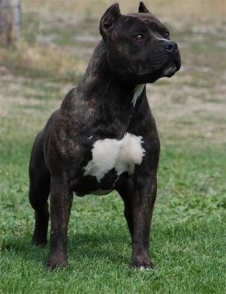 americanstaffordshireterrierpacopurebreddog.jpg