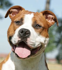 amstaff_fololia_20_.jpg